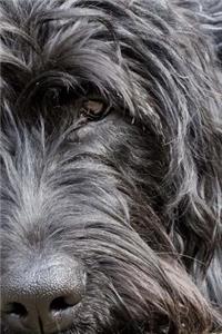 Labradoodle Notebook