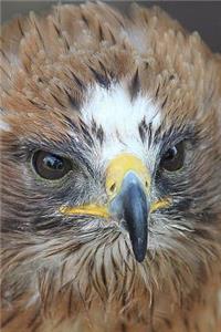 Booted Eagle (Hieraaetus Pennatus) Portrait Journal