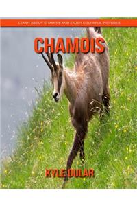 Chamois! Learn about Chamois and Enjoy Colorful Pictures