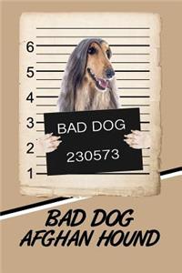 Bad Dog Afghan Hound