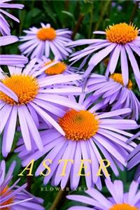 Aster