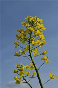 Rapeseed Bloom and a Blue Sky Journal