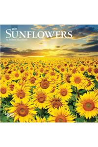 Sunflowers 2021 Mini 7x7