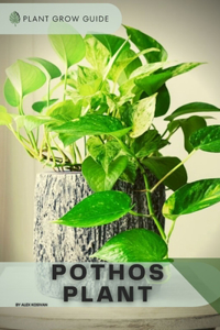 Pothos Plant