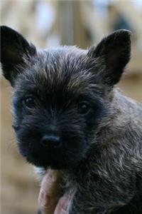 The Cairn Terrier Dog Journal
