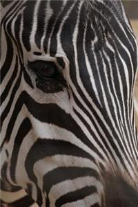 Up Close and Personal with a Zebra Journal