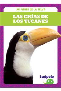 Crías de Los Tucanes (Toucan Chicks)