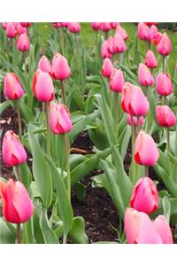 Pink Tulips Journal