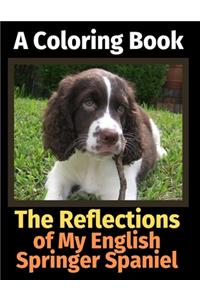 The Reflections of My English Springer Spaniel