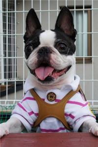 Boston Terrier at Doggy Daycare Journal