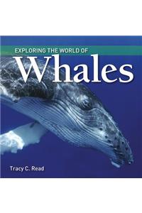Exploring the World of Whales