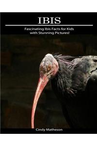 Ibis: Fascinating Ibis Facts for Kids with Stunning Pictures!