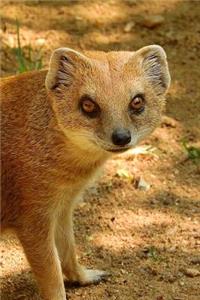 Cool Yellow Mongoose Cynictis Penicillata Animal Journal