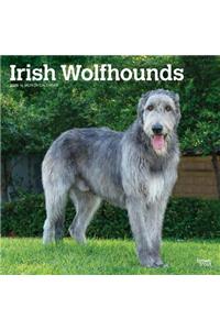 Irish Wolfhounds 2020 Square Wall Calendar