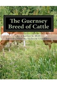 Guernsey Breed of Cattle