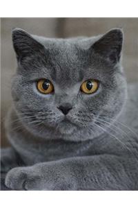 Daily Organizer and Planner