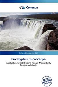 Eucalyptus Microcarpa