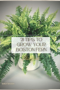 21 Tips to Grow your Boston Fern