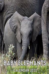 Baby Elephants