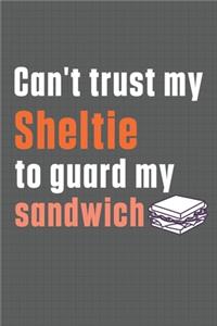 Can't trust my Sheltie to guard my sandwich