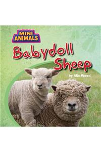 Babydoll Sheep