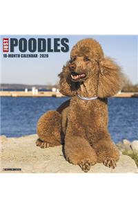 Just Poodles 2020 Wall Calendar (Dog Breed Calendar)