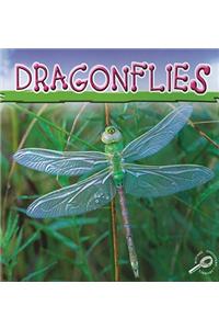 Dragonflies