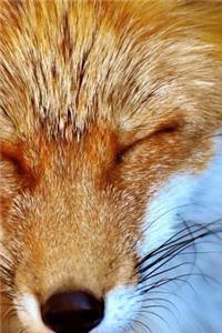 A Blinking Red Fox Journal