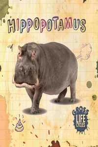 Hippopotamus