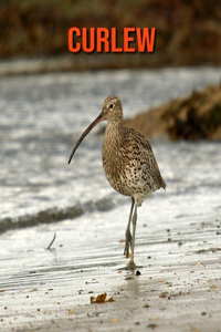Curlew