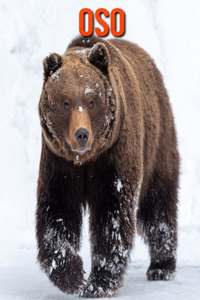 Oso