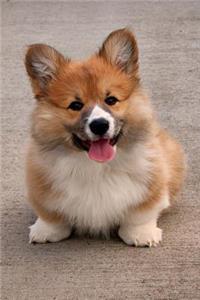 The Pembroke Welsh Corgi Dog Journal