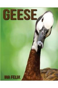 Geese