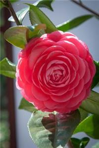 Alabama State Flower - Camellia Journal