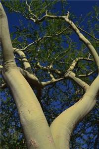 Palo Verde Tree Journal