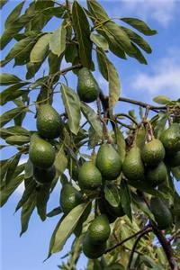 Avocado Tree Journal