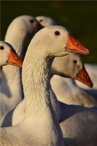 A Flock of White Domesticated Geese Journal