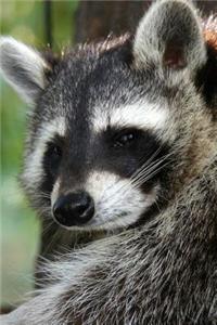 Curious Raccoon in a Tree Portrait Animal Journal