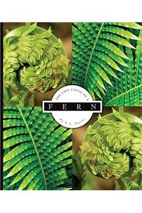 The Life Cycle of a Fern