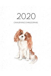2020 Cavalier King Charles Spaniel