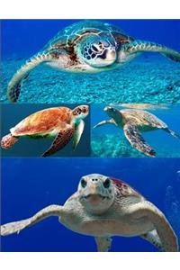 Sea Turtles Notebook Journal 150 Page College Ruled Pages 8.5 X 11