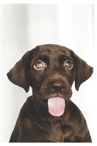 2019 Appointment Calendar: 2019 Daily Planner Goal Planner Labrador Puppy