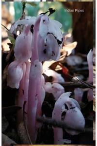 Indian Pipes