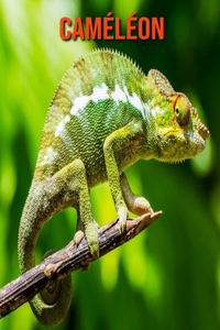 Caméléon