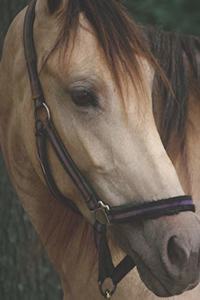Horseback Rider Blank Guitar Tab Sheet Music Notebook