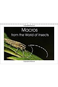 Macros from the World of Insects 2018