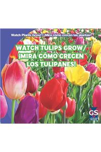 Watch Tulips Grow / ¡Mira Cómo Crecen Los Tulipanes!