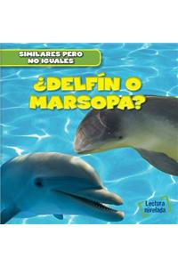 ¿Delfín O Marsopa? (Dolphin or Porpoise?)