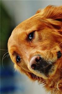 The Irish Setter Portrait Dog Journal