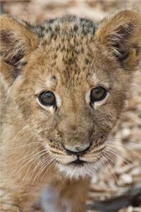 African Lion Cub Portrait Journal